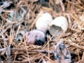 Red-footed Booby