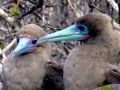 Red-footed Booby