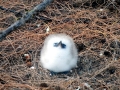 Red-tailed Tropicbird