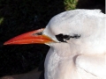 Red-tailed Tropicbird