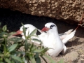 Red-tailed Tropicbird