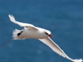 Red-tailed Tropicbird