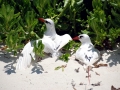 Red-tailed Tropicbird