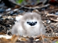 Red-tailed Tropicbird