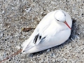 Red-tailed Tropicbird