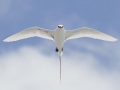 Red-tailed Tropicbird