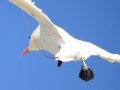 Red-tailed Tropicbird