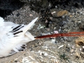 Red-tailed Tropicbird