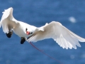 Red-tailed Tropicbird