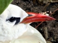 Red-tailed Tropicbird