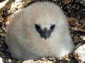 Red-tailed Tropicbird