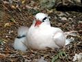 Red-tailed Tropicbird