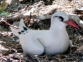 Red-tailed Tropicbird