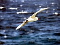 Red-tailed Tropicbird