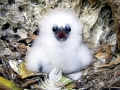 Red-tailed Tropicbird