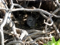 Red-tailed Tropicbird