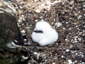 Red-tailed Tropicbird
