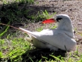 Red-tailed Tropicbird