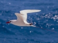 Red-tailed Tropicbird