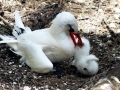Red-tailed Tropicbird