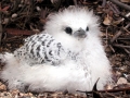 Red-tailed Tropicbird