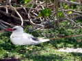 Red-tailed Tropicbird