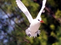 Red-tailed Tropicbird