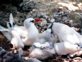 Red-tailed Tropicbird