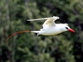 Red-tailed Tropicbird