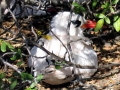 Red-tailed Tropicbird