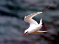 Red-tailed Tropicbird