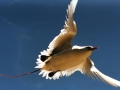 Red-tailed Tropicbird
