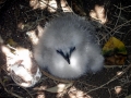 Red-tailed Tropicbird