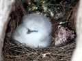 Red-tailed Tropicbird