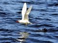Red-tailed Tropicbird