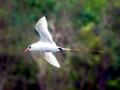 Red-tailed Tropicbird