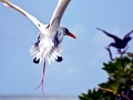 Red-tailed Tropicbird