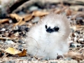 Red-tailed Tropicbird