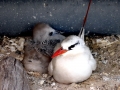 Red-tailed Tropicbird