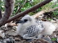 Red-tailed Tropicbird