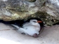 Red-tailed Tropicbird
