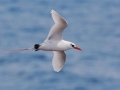 Red-tailed Tropicbird