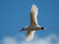 Red-tailed Tropicbird