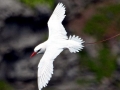Red-tailed Tropicbird