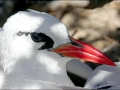 Red-tailed Tropicbird