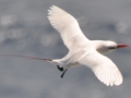 Red-tailed Tropicbird