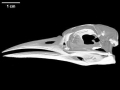 Red-tailed Tropicbird