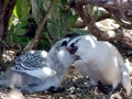 Red-tailed Tropicbird