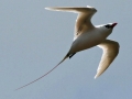 Red-tailed Tropicbird