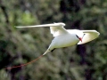 Red-tailed Tropicbird